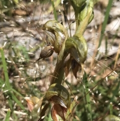 Oligochaetochilus calceolus at Bungonia, NSW - suppressed