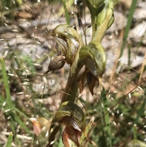 Oligochaetochilus calceolus at Bungonia, NSW - suppressed