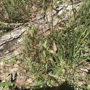 Oligochaetochilus calceolus at Bungonia, NSW - suppressed