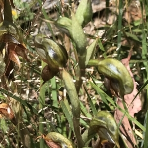 Oligochaetochilus calceolus at Bungonia, NSW - suppressed