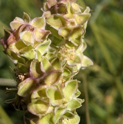 Sanguisorba minor (Salad Burnet, Sheep's Burnet) at Hackett, ACT - 31 Oct 2021 by abread111