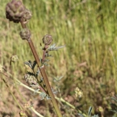 Sanguisorba minor at Hackett, ACT - 31 Oct 2021 04:55 PM