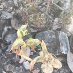 Oligochaetochilus calceolus (Bungonia Rustyhood) at Goulburn Mulwaree Council - 31 Oct 2021 by Tapirlord