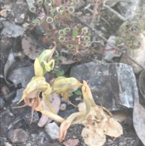 Oligochaetochilus calceolus at Bungonia, NSW - 31 Oct 2021