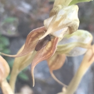 Oligochaetochilus calceolus at Bungonia, NSW - suppressed