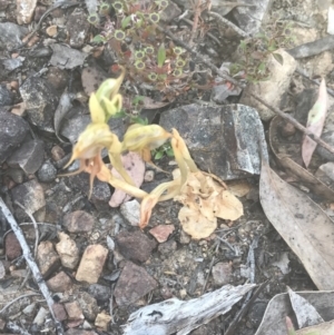 Oligochaetochilus calceolus at Bungonia, NSW - suppressed