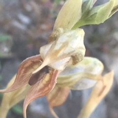 Oligochaetochilus calceolus at Bungonia, NSW - suppressed