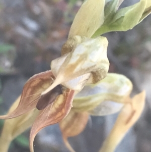 Oligochaetochilus calceolus at Bungonia, NSW - 31 Oct 2021