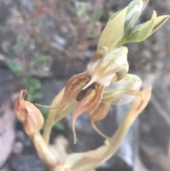 Oligochaetochilus calceolus at Bungonia, NSW - 31 Oct 2021