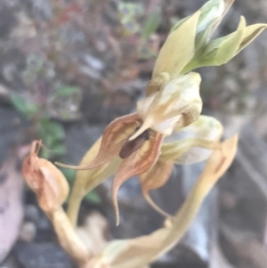 Oligochaetochilus calceolus at Bungonia, NSW - suppressed