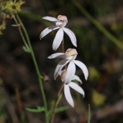 Caladenia cucullata (Lemon Caps) at Chiltern, VIC - 29 Oct 2021 by KylieWaldon