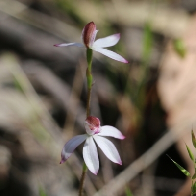 Caladenia moschata (Musky Caps) at Chiltern, VIC - 29 Oct 2021 by KylieWaldon
