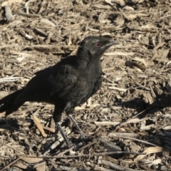 Corcorax melanorhamphos at Yarralumla, ACT - 31 Oct 2021 04:41 PM