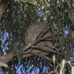 Corcorax melanorhamphos at Yarralumla, ACT - 31 Oct 2021 04:41 PM