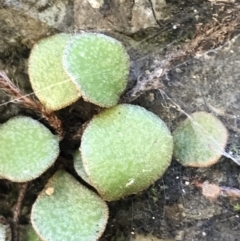 Pyrrosia rupestris (Rock Felt Fern) at Marulan, NSW - 31 Oct 2021 by Tapirlord