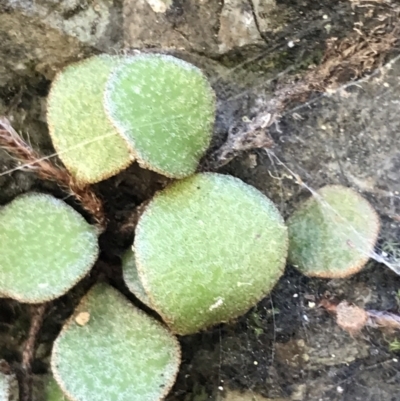 Pyrrosia rupestris (Rock Felt Fern) at Marulan, NSW - 31 Oct 2021 by Tapirlord