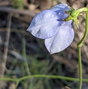 Wahlenbergia planiflora subsp. planiflora at Watson, ACT - 31 Oct 2021