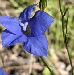 Wahlenbergia planiflora subsp. planiflora at Watson, ACT - 31 Oct 2021