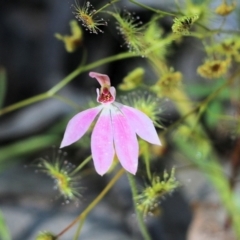 Caladenia carnea (Pink Fingers) at Chiltern, VIC - 30 Oct 2021 by KylieWaldon