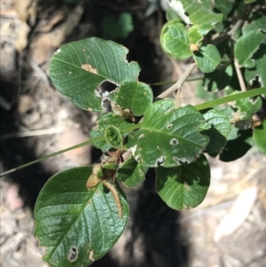 Pomaderris cotoneaster at Bungonia, NSW - 31 Oct 2021