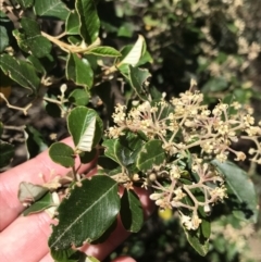 Pomaderris cotoneaster at Bungonia, NSW - 31 Oct 2021