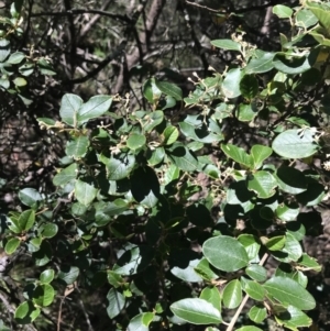 Pomaderris cotoneaster at Bungonia, NSW - 31 Oct 2021