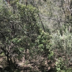 Pomaderris cotoneaster at Bungonia, NSW - 31 Oct 2021