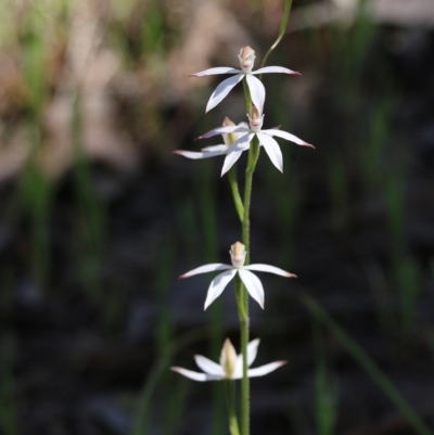 Caladenia cucullata (Lemon Caps) at Chiltern, VIC - 30 Oct 2021 by KylieWaldon