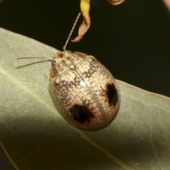 Paropsisterna minerva at National Arboretum Woodland - 31 Oct 2021 by AlisonMilton