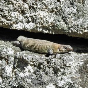 Egernia cunninghami at Rendezvous Creek, ACT - 30 Oct 2021 10:19 AM