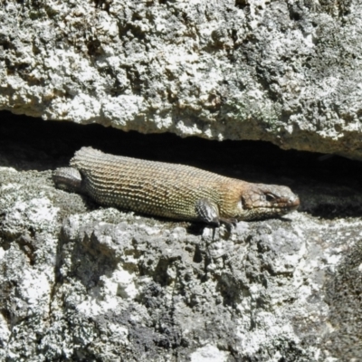 Egernia cunninghami (Cunningham's Skink) at Rendezvous Creek, ACT - 29 Oct 2021 by KMcCue