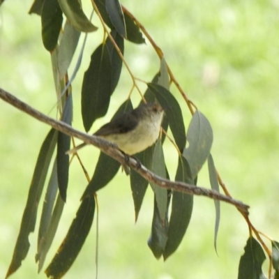 Acanthiza reguloides (Buff-rumped Thornbill) at Rendezvous Creek, ACT - 30 Oct 2021 by KMcCue