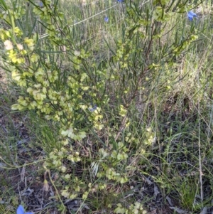 Dodonaea viscosa at Watson, ACT - 31 Oct 2021