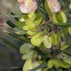 Dodonaea viscosa at Watson, ACT - 31 Oct 2021