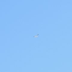 Elanus axillaris (Black-shouldered Kite) at Stromlo, ACT - 31 Oct 2021 by KMcCue
