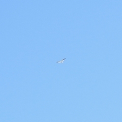 Elanus axillaris (Black-shouldered Kite) at Stromlo, ACT - 31 Oct 2021 by KMcCue