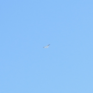 Elanus axillaris at Stromlo, ACT - 31 Oct 2021