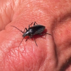 Homotrysis cisteloides (Darkling beetle) at Stony Creek - 31 Oct 2021 by KMcCue