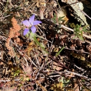 Wahlenbergia sp. at Stromlo, ACT - 31 Oct 2021 01:40 PM