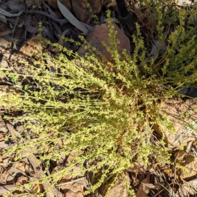 Galium gaudichaudii subsp. gaudichaudii (Rough Bedstraw) at Watson, ACT - 31 Oct 2021 by abread111