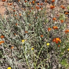 Chrysocephalum apiculatum (Common Everlasting) at Stromlo, ACT - 31 Oct 2021 by KMcCue