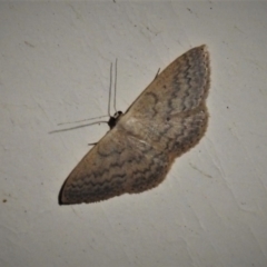 Scopula optivata (Varied Wave) at Wanniassa, ACT - 31 Oct 2021 by JohnBundock