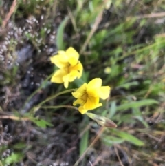 Goodenia pinnatifida (Scrambled Eggs) at Flea Bog Flat to Emu Creek Corridor - 31 Oct 2021 by Dora