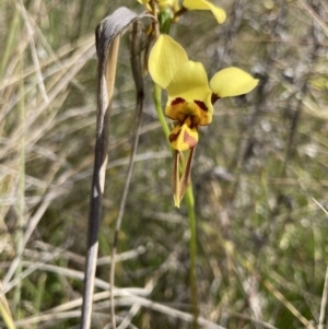 Diuris sulphurea at Bungendore, NSW - 31 Oct 2021