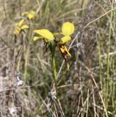 Diuris sulphurea at Bungendore, NSW - 31 Oct 2021