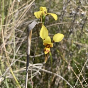 Diuris sulphurea at Bungendore, NSW - 31 Oct 2021