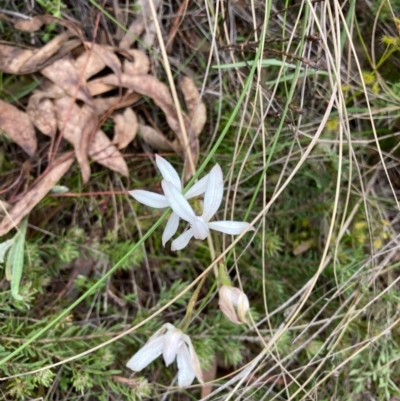 Caladenia ustulata (Brown Caps) at Bungendore, NSW - 16 Oct 2021 by yellowboxwoodland