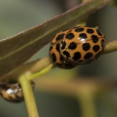 Harmonia conformis at Molonglo Valley, ACT - 31 Oct 2021