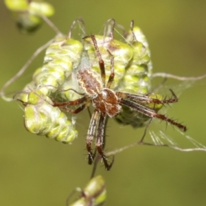 Araneinae (subfamily) at Molonglo Valley, ACT - 31 Oct 2021 04:44 PM