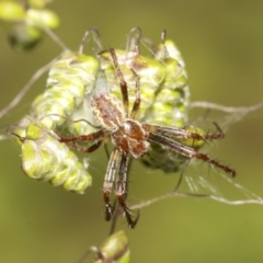 Araneinae (subfamily) at Molonglo Valley, ACT - 31 Oct 2021